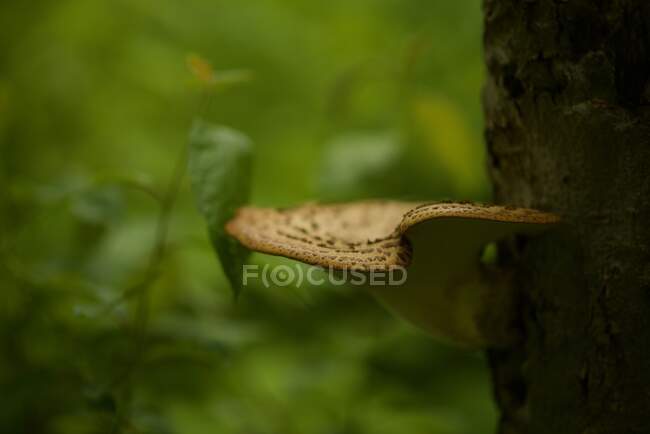 Dryad Selle Champignon poussant sur un arbre dans la forêt, Canada — Photo de stock