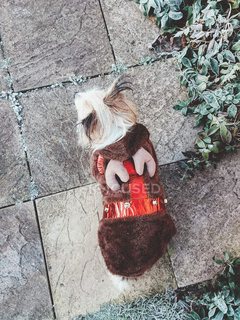 Chorkie Dog vestindo uma roupa de rena de Natal — Fotografia de Stock