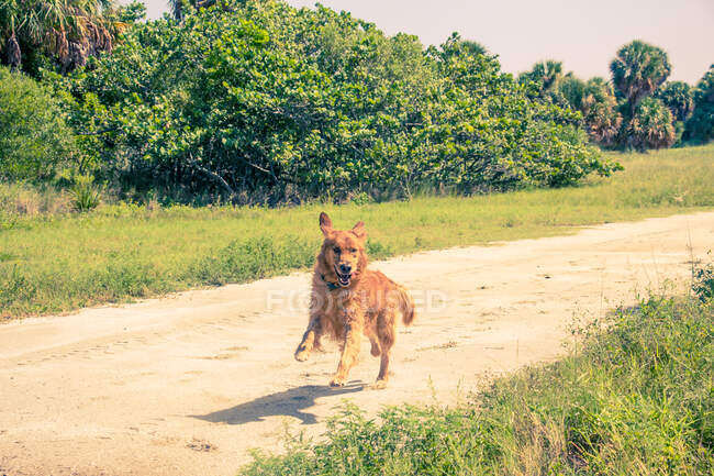 Golden Retriever dog running along a footpath, United States — Stock Photo