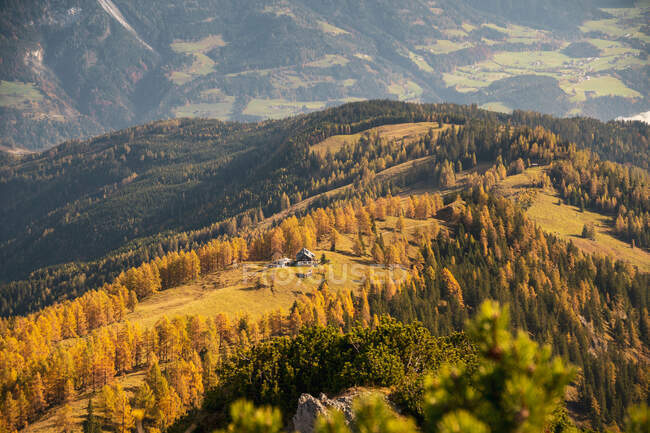 Larch tree forest in the Austrian Alps, Salzburgo, Áustria — Fotografia de Stock