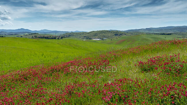 Wildblumen in der ländlichen Landschaft, Toskana, Italien — Stockfoto