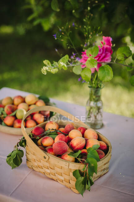 Кошик абрикосів на столі в саду (Сербія). — стокове фото