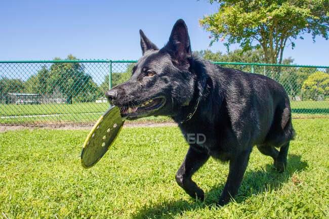 Cão pastor alemão carregando um Frisbee em sua boca, Estados Unidos — Fotografia de Stock