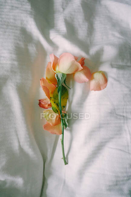 Цветок увядшей розы лежал на кровати с лепестками. — стоковое фото