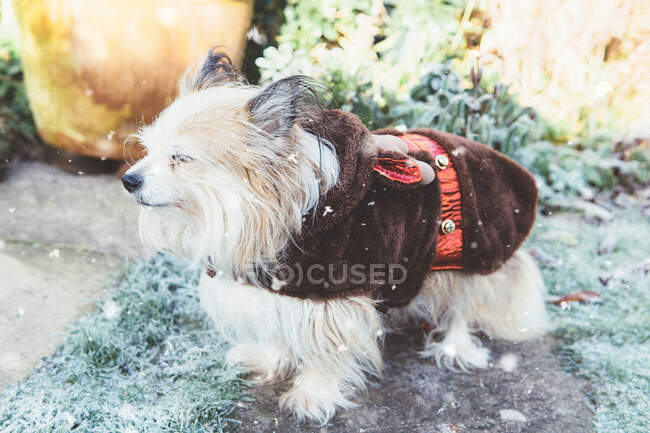 Cane Chorkie indossa un vestito di renna di Natale — Foto stock