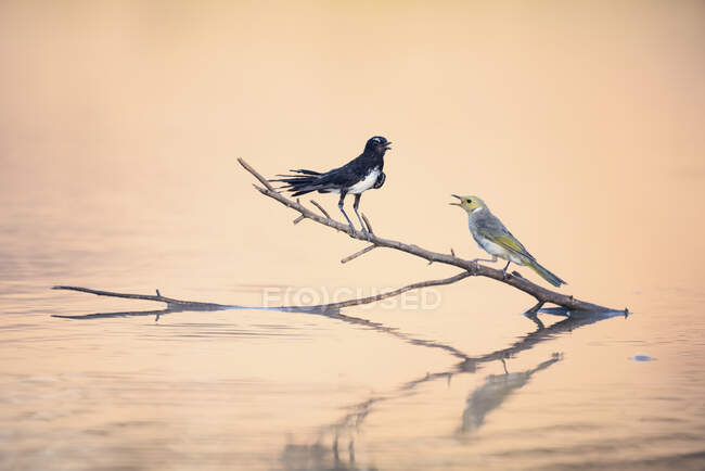 Willie wagtail (Rhipidura leucophrys) and white plumed honeyeater (Lichenostomus penicillatus) on a branch in a lake, Australia — Stock Photo