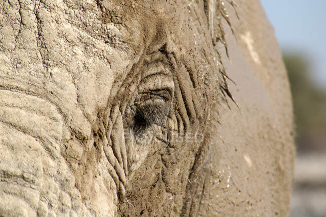 Elefantenporträt, Okaukuejo-Wasserloch, Etosha-Nationalpark, Namibia — Stockfoto