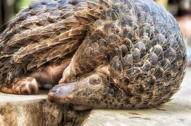 Close-up of a pangolin curled up on a wall, Indonesia — Stock Photo