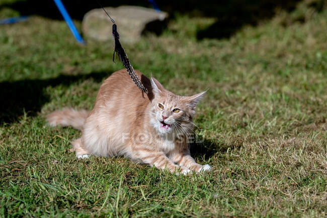 Кіт Мен Кун грає з котячою паличкою. — стокове фото