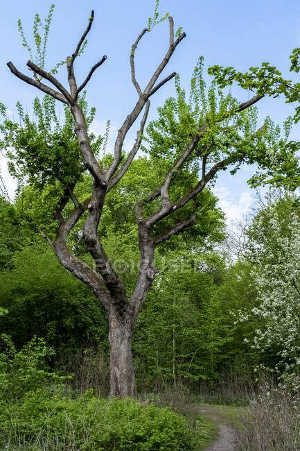Árvore morta em Spandau Park, Berlim, Alemanha — Fotografia de Stock
