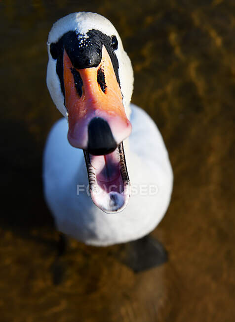 Close-up de um cisne zangado, Lituânia — Fotografia de Stock