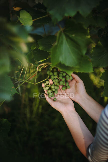 Donna che controlla l'uva in un vigneto, Serbia — Foto stock