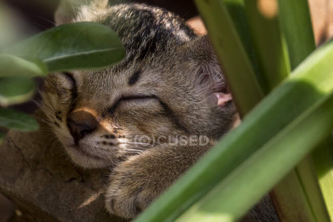 Крупный план котенка, спящего в саду, Индонезия — стоковое фото