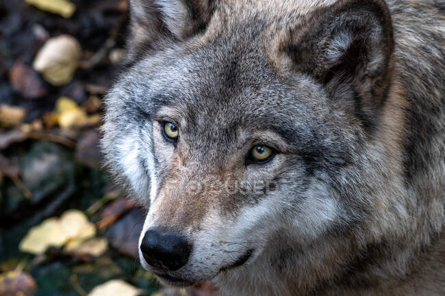 Porträt eines kanadischen Wolfes, Quebec, Kanada — Stockfoto