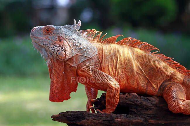 Porträt eines Leguans auf einem Ast, Indonesien — Stockfoto