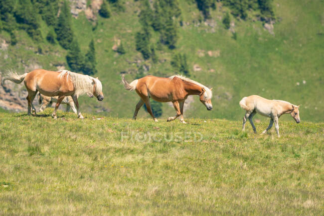 Cavalos selvagens nos Alpes Austríacos, Salzburgo, Áustria — Fotografia de Stock