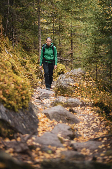 Femme randonnée dans une forêt d'automne, Bad Gastein, Salzbourg, Autriche — Photo de stock