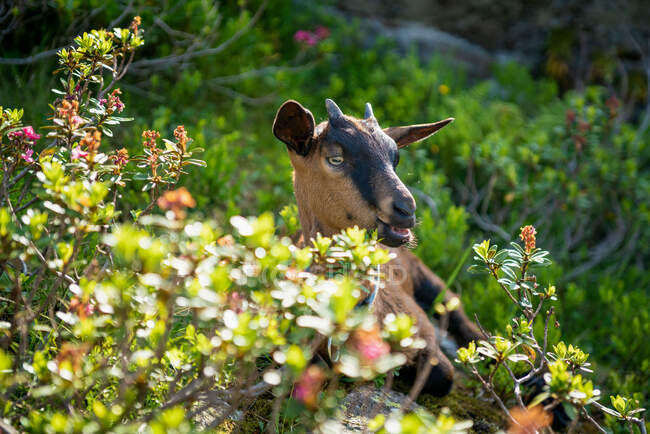 Горная коза в австрийских Альпах, Озил, Озил, Австрия — стоковое фото