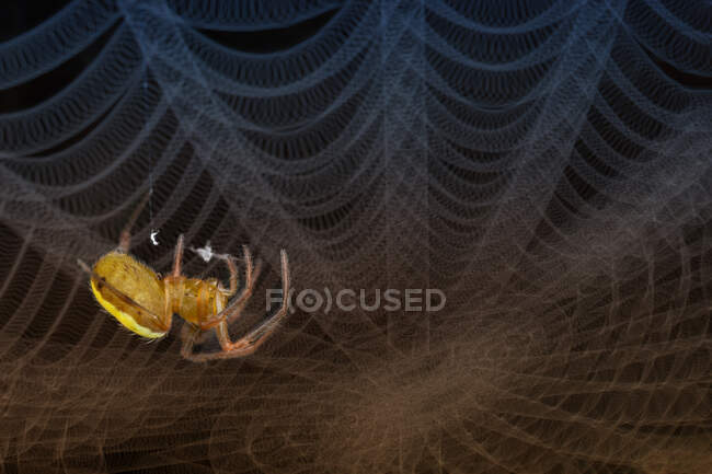 Primer plano de una araña en una tela de araña, Indonesia - foto de stock