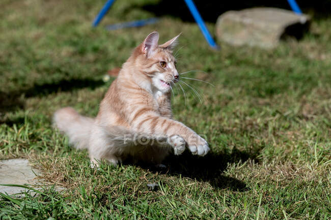 Кішка Мен Кун стрибає в саду. — стокове фото