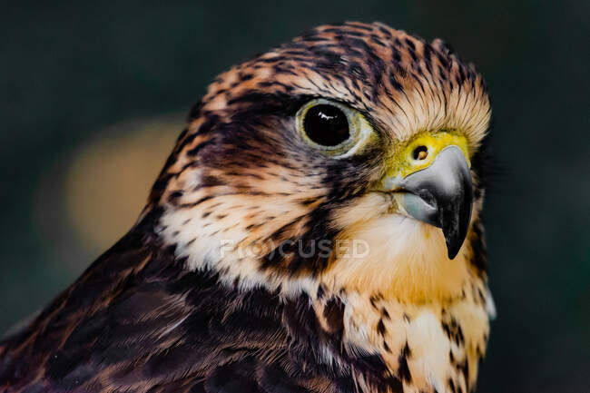Портрет американского пустельги (Falco sparverius), остров Ванкувер, Британская Колумбия, Канада — стоковое фото