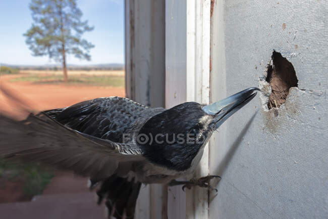 Macellaio grigio che esamina un buco nella parete dell'amianto, Australia — Foto stock