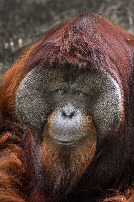 Портрет самца орангутанга, Индонезия — стоковое фото