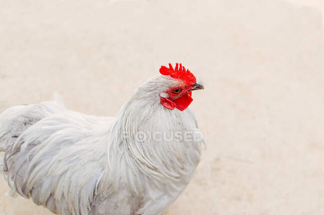 Free range chicken, Inglaterra, Reino Unido - foto de stock