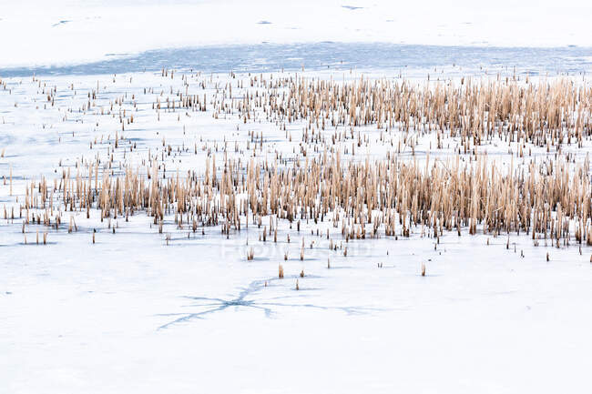 Reeds sticking through the ice, Grant Narrows, Pitt Meadows, British Columbia, Canada — Stock Photo