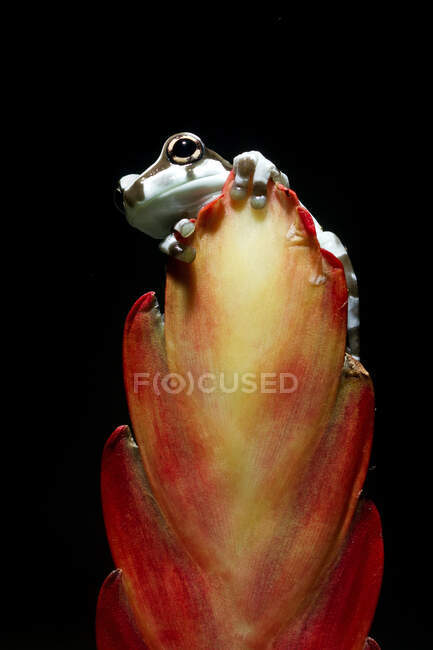 Amazonas-Milchfrosch (Trachycephalus resinifictrix) auf einer Blütenknospe, Indonesien — Stockfoto