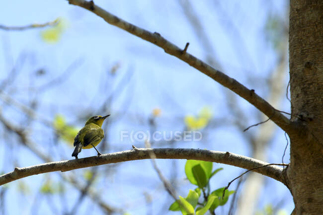 Beautiful colorful bird on branch at sunny day, Indonesia — Stock Photo