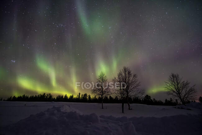 Luces boreales sobre el paisaje forestal invernal, Laponia, Finlandia - foto de stock