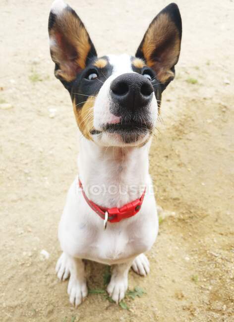 Porträt eines aufmerksamen Hundes — Stockfoto