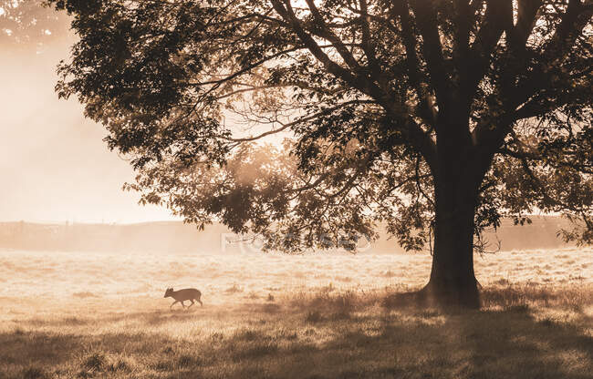 Silhouette of a dear by a tree, Bushy Park, Richmond upon Thames, United Kingdom — Stock Photo