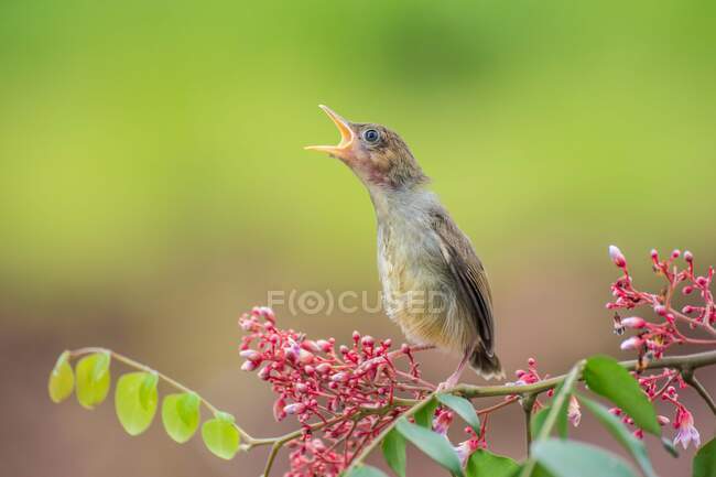 Retrato de un pájaro en una rama con la boca abierta, Indonesia - foto de stock