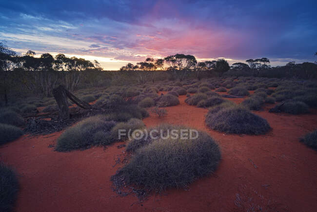 Paisaje del desierto con pasto puercoespín y mallee, Reserva Natural de Yathong, Nueva Gales del Sur, Australia - foto de stock