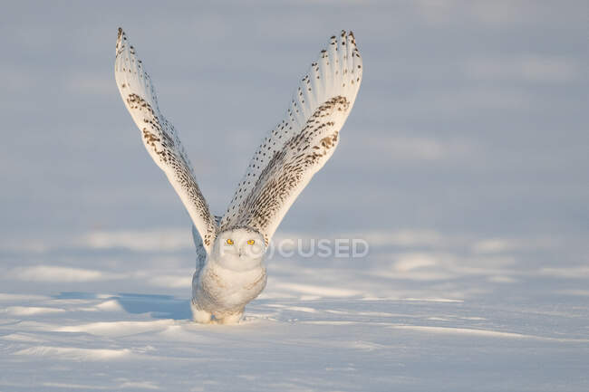 Snowy owl landing in the snow, Quebec, Canada — Stock Photo