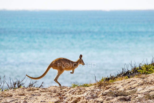 Canguru pulando na praia, Austrália — Fotografia de Stock