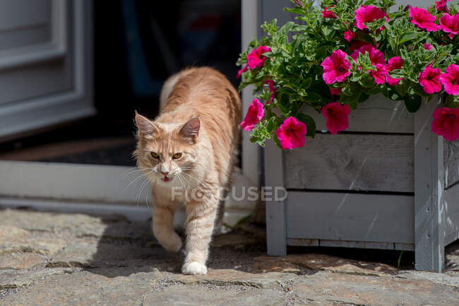 Maine Coon cat walking out of a door — Stock Photo