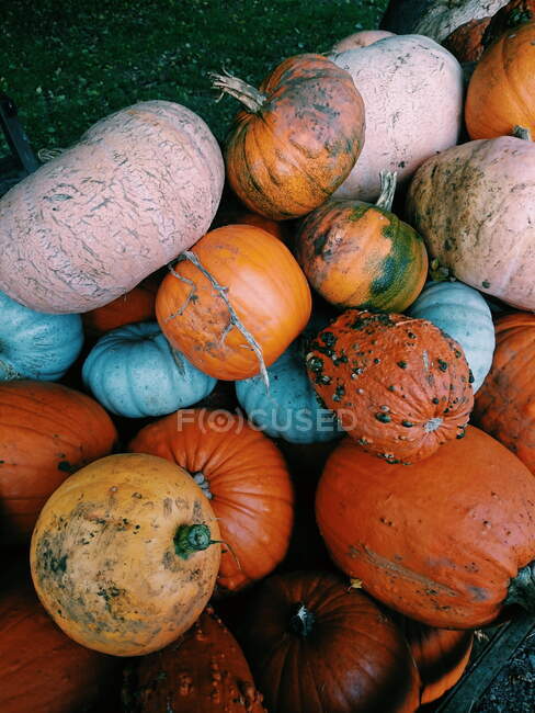 Pumpkins and squash at market, England, United Kingdom — Stock Photo