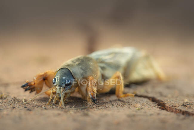 Close up of Mole cricket (Gryllotalpidae), Austrália — Fotografia de Stock