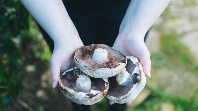 Женщина держит свежие грибы на открытом воздухе — стоковое фото