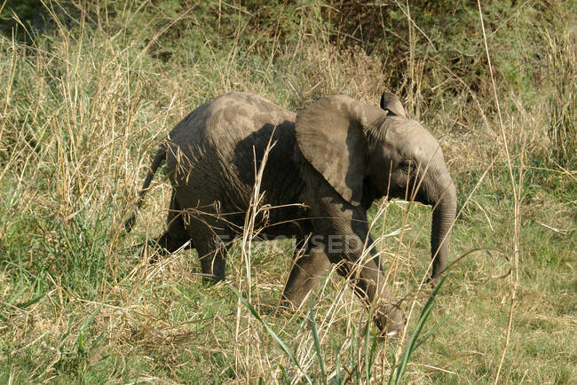 Ternero elefante en la selva, Limpopo, Provincia del Norte, Sudáfrica - foto de stock