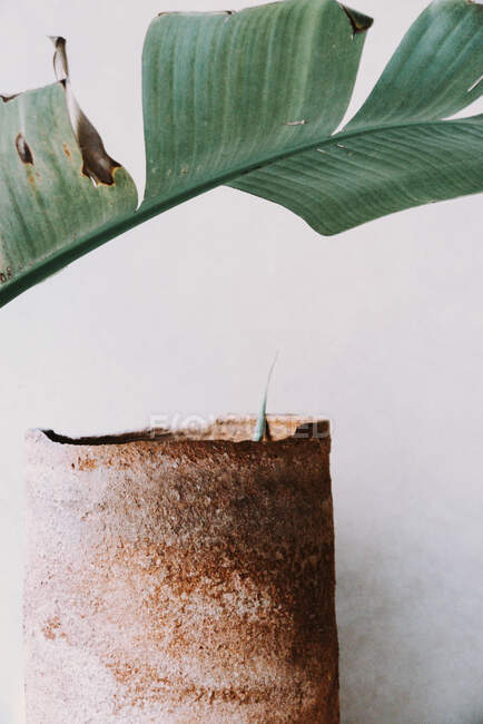 Крупный план пальмового листа и горшка для растений — стоковое фото