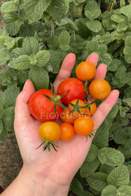 Mão de mulher segurando tomates frescos — Fotografia de Stock