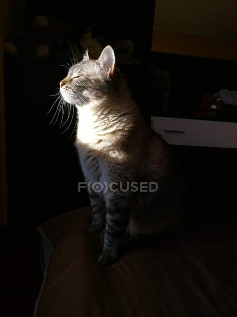 Retrato de un gato sentado a la luz del sol - foto de stock
