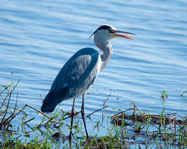 Grey Heron standing in a lake, South Africa — Stock Photo