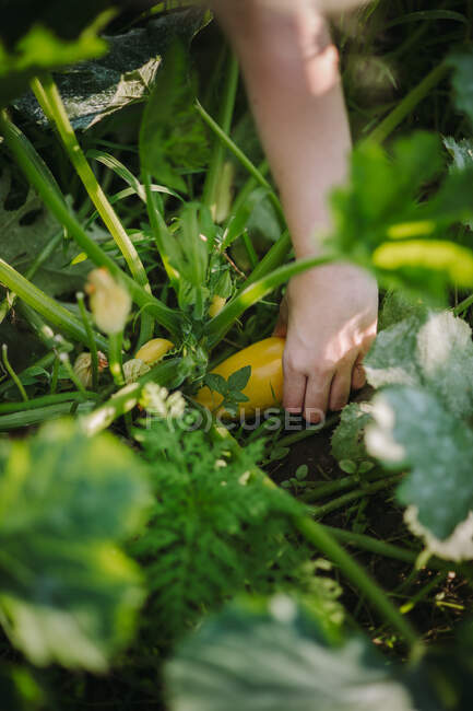 Woman picking zucchini in a vegetable garden, Serbia — Stock Photo