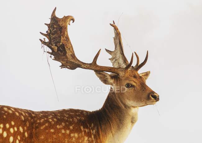 Retrato de un ciervo, Windsor, Berkshire, Reino Unido - foto de stock