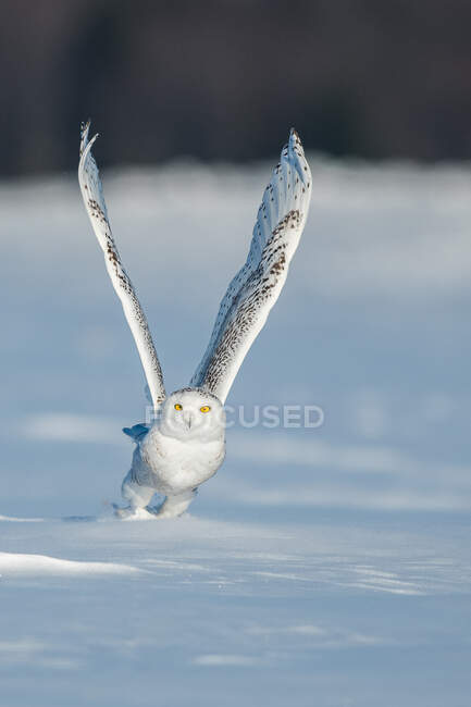 Снежная сова в полете, Квебек, Канада — стоковое фото